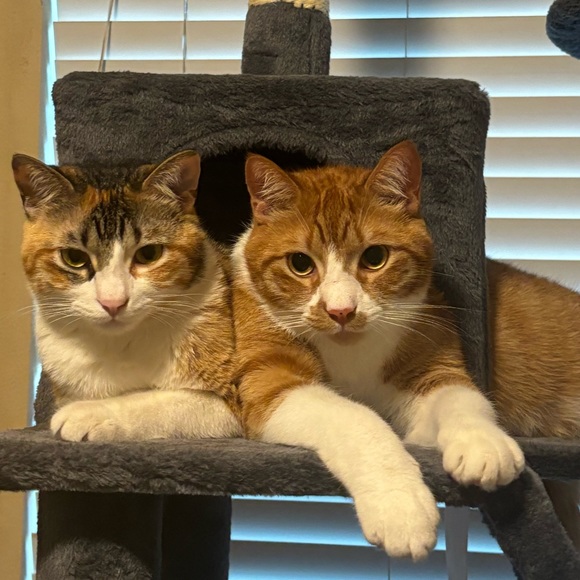 henryandhazel